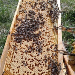 MIEL DE CASTAÑO